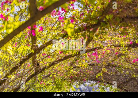 Résumé gros plan des fleurs de bougainvilliers, des feuilles vertes et de la lumière du soleil chaude. Arc floral dans le jardin, vue artistique idyllique, format paysage Banque D'Images