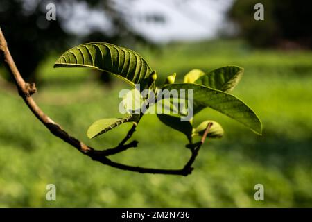 La goyave pousse à partir de fleurs de goyave vertes et très petites avec un fond naturel vert et bleu ciel Banque D'Images