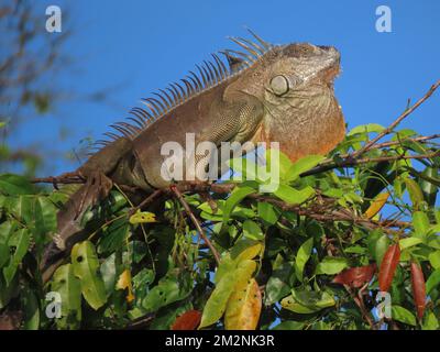 A closeup shot of a Common Iguana Banque D'Images