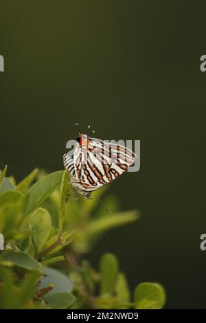 Cigaritis vulcanus, l'silverline commune, est une espèce de lycaenide ou de papillon bleu que l'on trouve en Asie. Il a été décrit pour la première fois par Johan Christian Fabric Banque D'Images