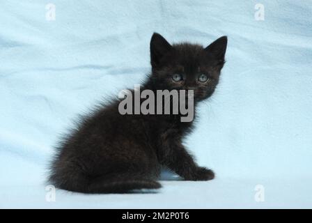 Mignon chaton noir avec des yeux bleus, isolé sur fond bleu Banque D'Images