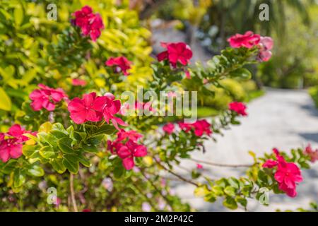 Gros plan sur les fleurs roses rouges de Diladenia Sundaville avec un fond de jardin tropical flou. Nature florale exotique, jour ensoleillé Banque D'Images