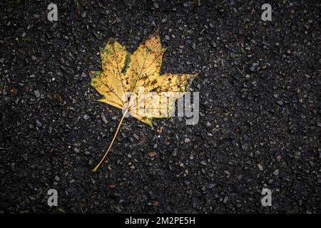 Couleur vive riche d'une feuille de Sycamore Acer pseudoplatanus morte couché sur le sol en automne en Angleterre au Royaume-Uni. Banque D'Images