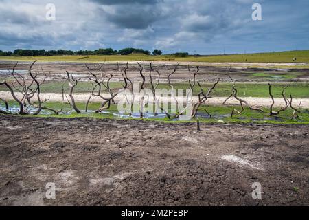 Les restes d'un ancien hedgerow mort exposés sur un rivage en recul causé par la chute des niveaux d'eau causée par de graves conditions de sécheresse à Colliford la Banque D'Images