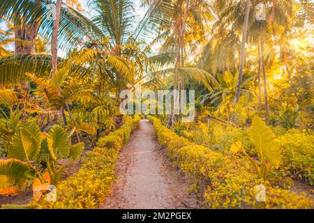 Fantaisie mystique nature de forêt de mousses. Paysage tropical exotique nature, feuilles de palmier autour de chemin de forêt. Lumière du soleil, le soleil raye une allée de sable mou Banque D'Images