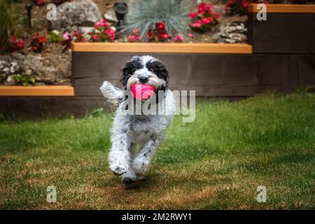 Cockapoo noir et blanc avec une balle qui tourne vers l'appareil photo dans son jardin Banque D'Images