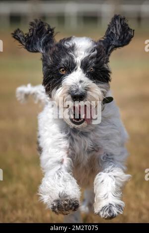 Le Cockapoo noir et blanc saute vers l'appareil photo dans un champ Banque D'Images