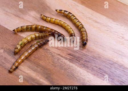 Vers de bois frits et vers de viande sur une planche à découper en bois. Insectes frits comme source de protéines dans le régime. Banque D'Images