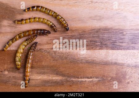 Vers de bois frits et vers de viande sur une planche à découper en bois. Insectes frits comme source de protéines dans le régime. Banque D'Images