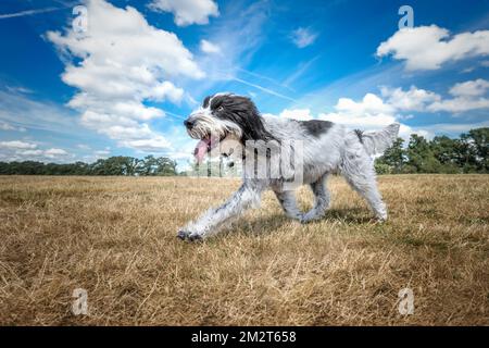 Cockapoo noir et blanc marchant dans un champ avec sa langue dehors tous heureux Banque D'Images