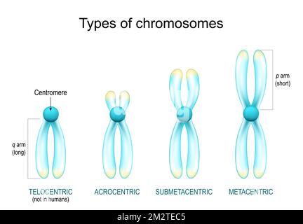 types de chromosomes. Structure du chromosome avec le centromère, les bras longs et courts. Métacentrique, submétacentrique, acrocentrique, télocentrique. transparent Illustration de Vecteur