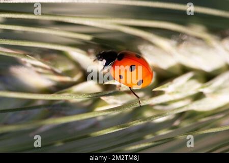 Coccinelle sur une tige d'herbe Banque D'Images