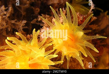 Anemone, étoile de la mer Méditerranée, Echinaster seposituus, Parc régional de Cabo cope Puntas del Calnegre, Mer Méditerranée, Murcie, Espagne, E Banque D'Images