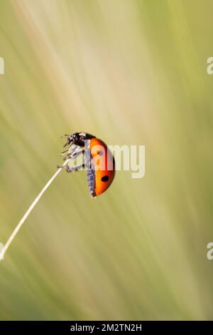 Coccinelle sur une tige d'herbe Banque D'Images