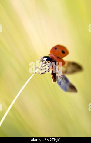 Coccinelle sur une tige d'herbe Banque D'Images