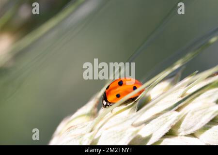 Coccinelle sur une tige d'herbe Banque D'Images