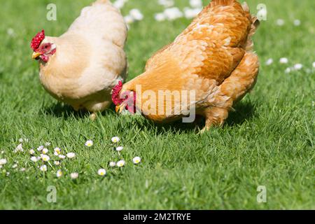 Un gros plan de deux poulets en bonne santé avec leur tête badut debout sur une herbe fraîche Banque D'Images