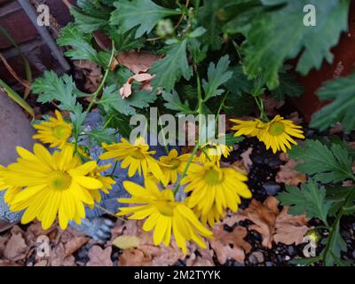 Pétales de fleurs jaunes. Macrophotographie de chrysanthème. Belle nature. Des plantes en plein essor. Verdure en arrière-plan. Photo en extérieur. Fleurs jaunes. Banque D'Images