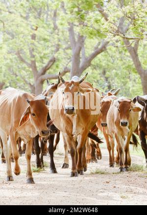 Le troupeau de vaches mène par la vache mâle à long corne. Marche sur la route de gravier dans un village rural à Anuradhapura, Sri Lanka. Banque D'Images