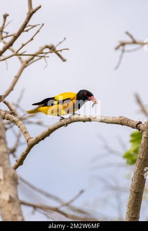 L'oiseau d'oriole à capuchon noir perche sur une branche et mange un ver. Banque D'Images