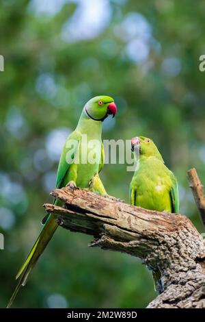 Le parakeet à anneaux de rose alimente la femelle dans le cadre du rituel de courting, régurgitant la nourriture dans la bouche de l'oiseau femelle. Banque D'Images