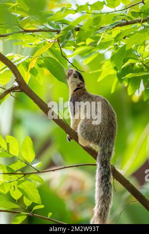 Écureuil géant sri-lankais sur une branche d'arbre à la recherche de fruits sauvages dans la jungle. Banque D'Images