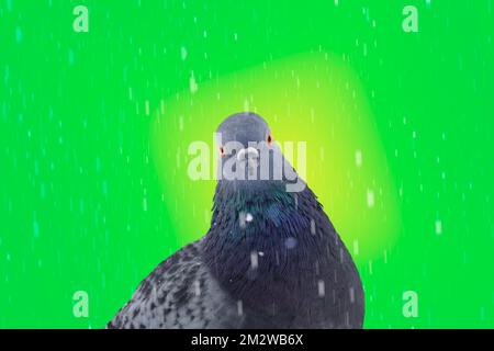 pigeon regardant la caméra par la pluie sur fond vert Banque D'Images