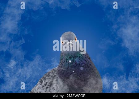 pigeon regardant la caméra à travers la fumée Banque D'Images