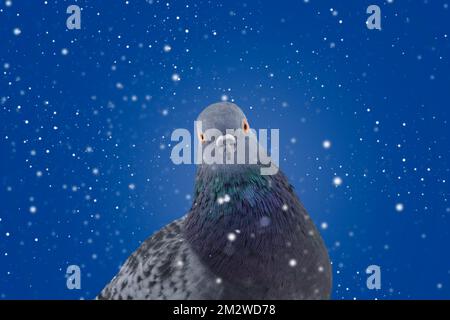 pigeon regardant la caméra à travers la neige Banque D'Images