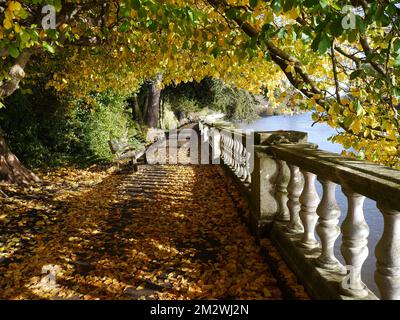 Promenade couverte de feuilles d'automne près de la Tamise à Twickenham Londres Banque D'Images