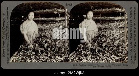 Feeding mulberry leaves to the young silkworms, Japan , Silk industry, Animal feeding, Worms Stock Photo