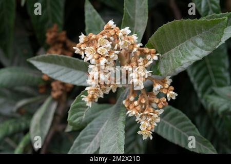 Fleur d'arbre de loquat, Eriobotrya Japonica Banque D'Images