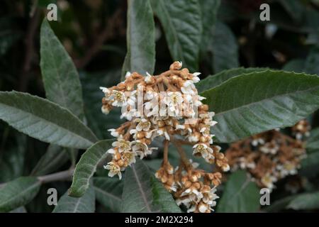 Fleur d'arbre de loquat, Eriobotrya Japonica Banque D'Images