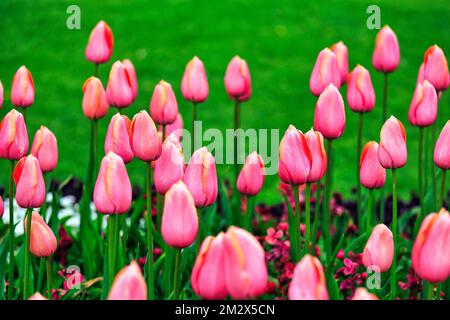 Tulipes roses (Tulipa) dans un lit, jardin botanique, Dublin, Irlande Banque D'Images