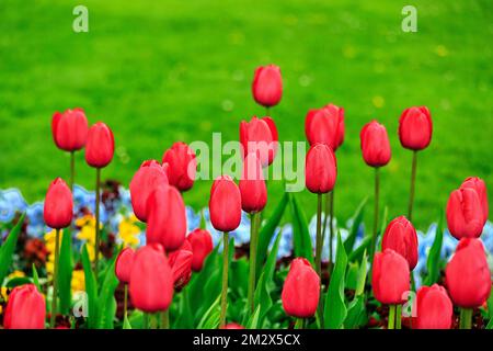 Tulipes rouges (Tulipa) dans un lit, jardin botanique, Dublin, Irlande Banque D'Images