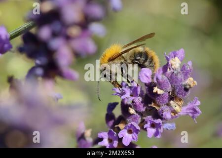 L'abeille commune (Bombus pascuorum), sur la lavande commune (Lavandula angustifolia) d'une vraie lavande, Rhénanie-du-Nord-Westphalie, Allemagne Banque D'Images