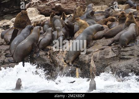 Les lions de mer d'Amérique du Sud (Otaria flavescens) utilisent des vagues de rupture pour les aider à s'installer sur une corniche rocheuse où domine un grand mâle mature. La Isla de Pucus Banque D'Images