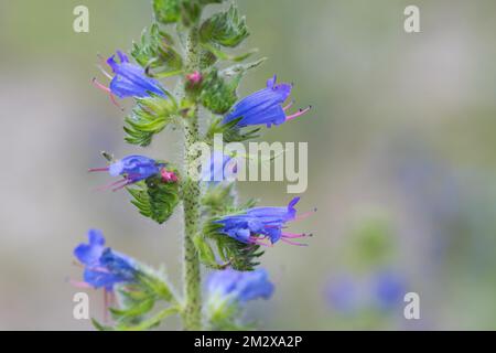 Bugloss de vipère commun (Echium vulgare), gros plan de la fleur sur le côté et la tige, Stolberg, Rhénanie-du-Nord-Westphalie, Allemagne Banque D'Images