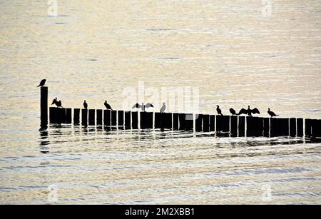 Cormorans (Phalacrocoracidae) assis sur des groynes, mer Baltique, Allemagne Banque D'Images