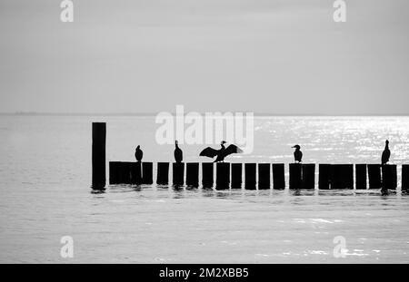 Cormorans (Phalacrocoracidae) assis sur des groynes, mer Baltique, Allemagne Banque D'Images