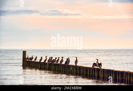 Cormorans (Phalacrocoracidae) assis sur des groynes, mer Baltique, Allemagne Banque D'Images