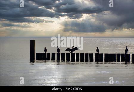 Cormorans (Phalacrocoracidae) assis sur des groynes, mer Baltique, Allemagne Banque D'Images