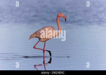 Grand Flamingo Phoenicopterus roseus de Camargue, dans le sud de la France Banque D'Images