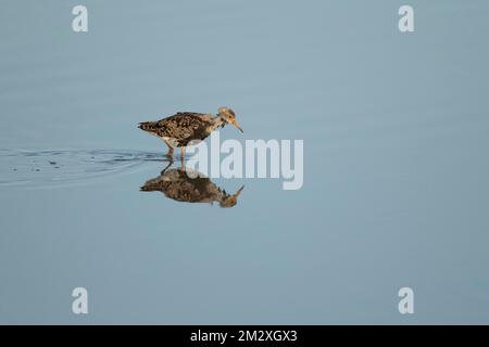 Ruff (Philomachus pugnax) oiseau mâle adulte dans un lagon peu profond, Norfolk, Angleterre, Royaume-Uni Banque D'Images