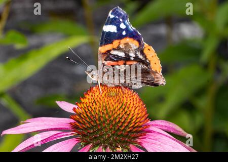 Papillon amiral avec ailes à mi-ouvrées assis sur une fleur rouge regardant à gauche Banque D'Images