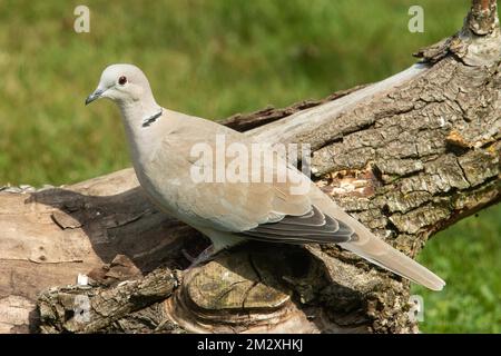 Eurasian Collared Dove sitting on tree trunk looking left Stock Photo