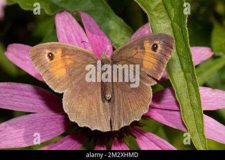 Grand papillon à oeil de taureau avec ailes ouvertes sur la fleur rouge de derrière Banque D'Images