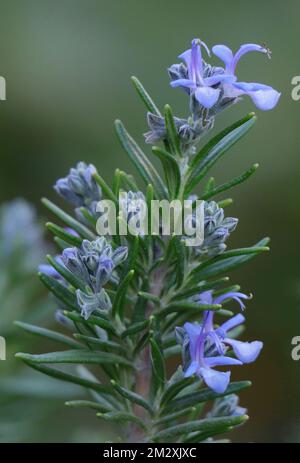 Herbes de jardin fleurir romarin désambiguité avec fond vert. Banque D'Images