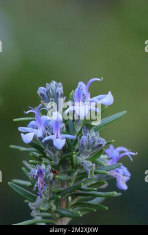 Herbes de jardin fleurir romarin désambiguité avec fond vert. Banque D'Images