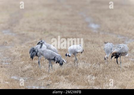 Grus Grus alimentation européenne commune par grue dans les rizières du sud de la France Banque D'Images